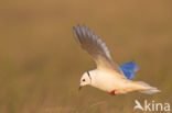 Ross s gull (Rhodostethia rosea)