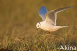 Ross s gull (Rhodostethia rosea)