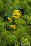 Helmbloem (Corydalis lutea)