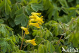 Yellow corydalis (Corydalis lutea)