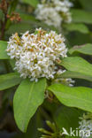 Acokanthera oblongifolia