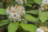 Acokanthera oblongifolia