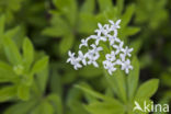 Asperula odorata