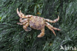 Blaasjeskrab (Hemigrapsus sanguineus)