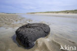 Noordzee