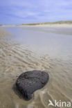 Noordzee