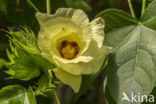 Gossypium barbadense