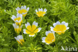 Douglas  meadowfoam (Limnanthes douglasii)