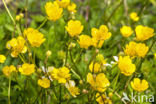 Kruipende boterbloem (Ranunculus repens)