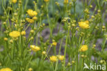 Wollige boterbloem (Ranunculus lanuginosus)