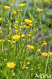 Wollige boterbloem (Ranunculus lanuginosus)