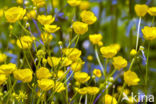 Scherpe boterbloem (Ranunculus acris)