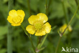 Scherpe boterbloem (Ranunculus acris)