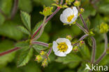 Rock Cinquefoil (Potentilla rupestris)