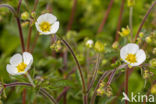 Rock Cinquefoil (Potentilla rupestris)