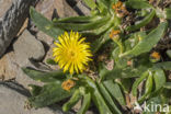 Glottiphyllum cultratum