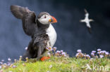 Atlantic Puffin (Fratercula arctica)