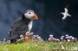 Atlantic Puffin (Fratercula arctica)