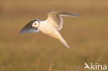 Ross s gull (Rhodostethia rosea)