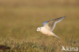 Ross s gull (Rhodostethia rosea)