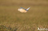 Ross s gull (Rhodostethia rosea)