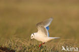 Ross s gull (Rhodostethia rosea)