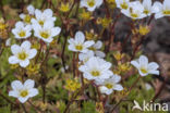 Mossteenbreek (Saxifraga hypnoides)