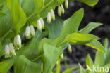 Angular Solomon s seal (Polygonatum odoratum)