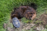 Eurasian beaver (Castor fiber)