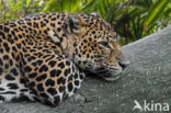 Javan leopard (Panthera pardus melas)