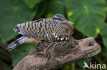 Sunbittern (Eurypyga helias)