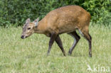 Zwijnshert (Hyelaphus porcinus)