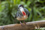 Luzon Bleeding-heart (Gallicolumba luzonica)