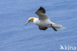 Northern Gannet (Morus bassanus)