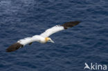 Northern Gannet (Morus bassanus)