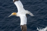 Northern Gannet (Morus bassanus)