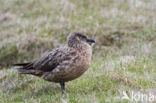 Grote Jager (Stercorarius skua)