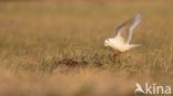 Ross s gull (Rhodostethia rosea)