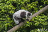 Black and White Ruffed Lemur (Varecia variegata variegata)