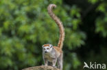 crowned lemur (Eulemur coronatus)