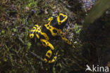 yellow-banded poison frog (Dendrobates leucomelas)