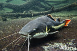 Redtail catfish (Phractocephalus hemioliopterus)