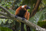 Red Ruffed Lemur (Varecia variegata rubra)