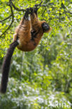 rode vari (Varecia variegata rubra)