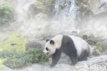 Giant Panda (Ailuropoda melanoleuca)