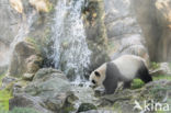 Giant Panda (Ailuropoda melanoleuca)