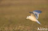 Ross s gull (Rhodostethia rosea)