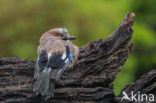 Vlaamse Gaai (Garrulus glandarius)