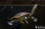 Roti Island Snake-necked Turtle (Chelodina mccordi)