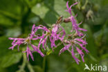 Echte koekoeksbloem (Lychnis flos-cuculi)